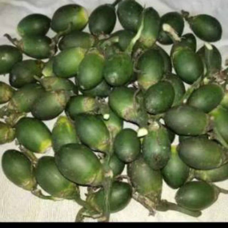 Buah pinang muda 1kg frees [NRS] Buah Pinang Betara Buah Jambe