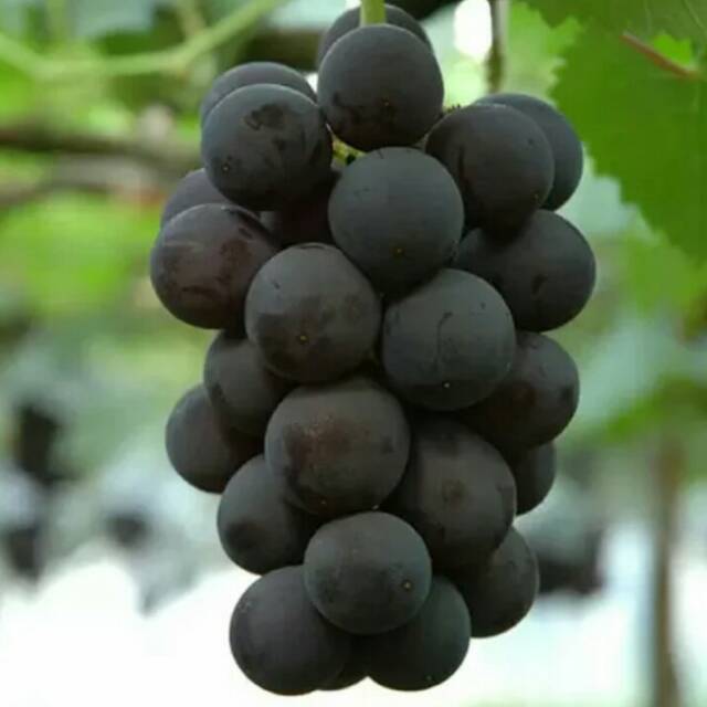 PROMO Paket 3 Bibit Tanaman Buah Alpukat Red Vietnam/Alpukat Merah