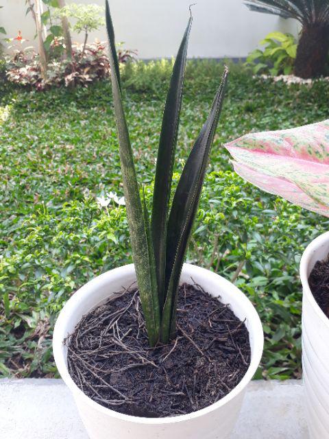 Tanaman Hias Sansevieria - Cylindrica - Sansevera - Sansivera - Sensivera