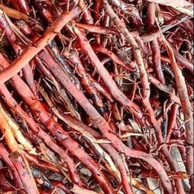 herbal akar pohon kelapa 1kg