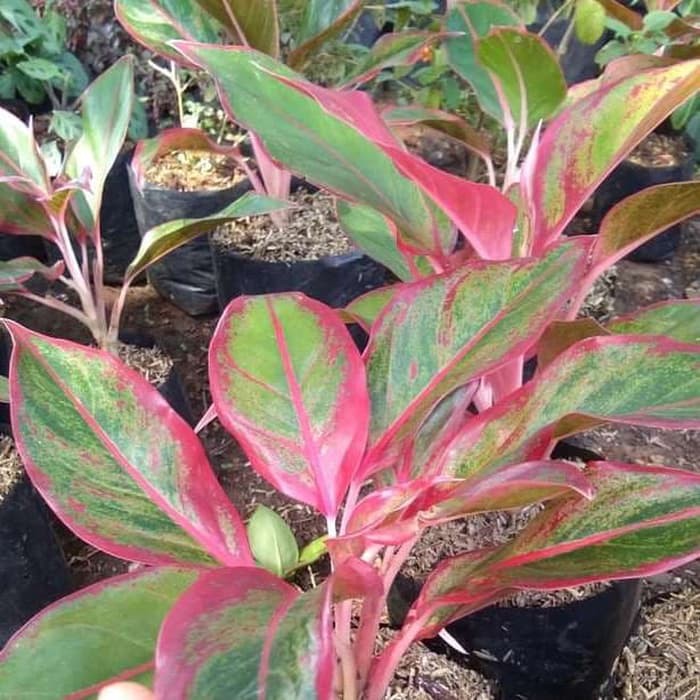 Tanaman Hias Aglonema  Lipstik  Aglaonema  Lipstick  Siam 