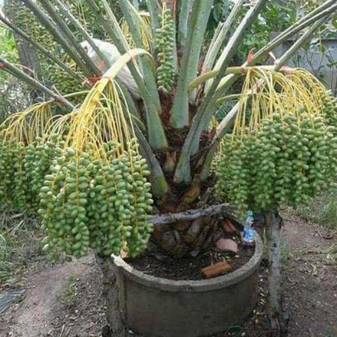 TERLARIS Bibit pohon Buah kurma Tropis BARHEE