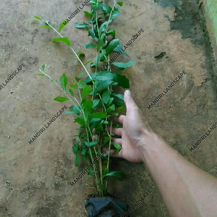 Tanaman Menjuntai Lee Kwan Yew - Tanaman Hias Rambat - Lee Kwan Yew