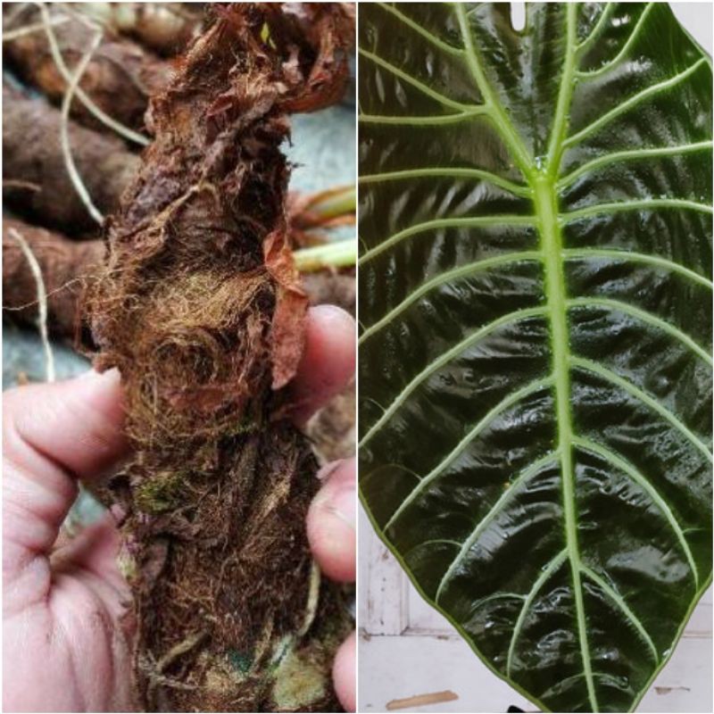 Umbi bonggol ALOCASIA per 1kg bibit tanaman hias