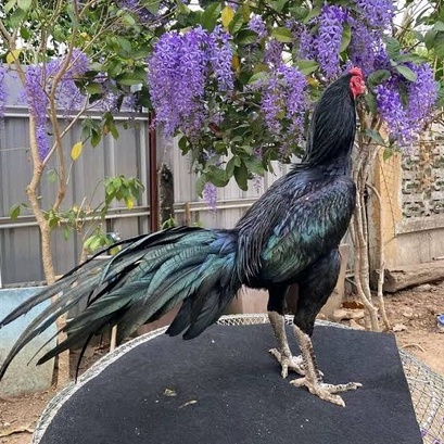 

TELUR AYAM BANGKOK PAKHOY FULL BRAKOT FERTIL ASLI UNTUK DITETASKAN