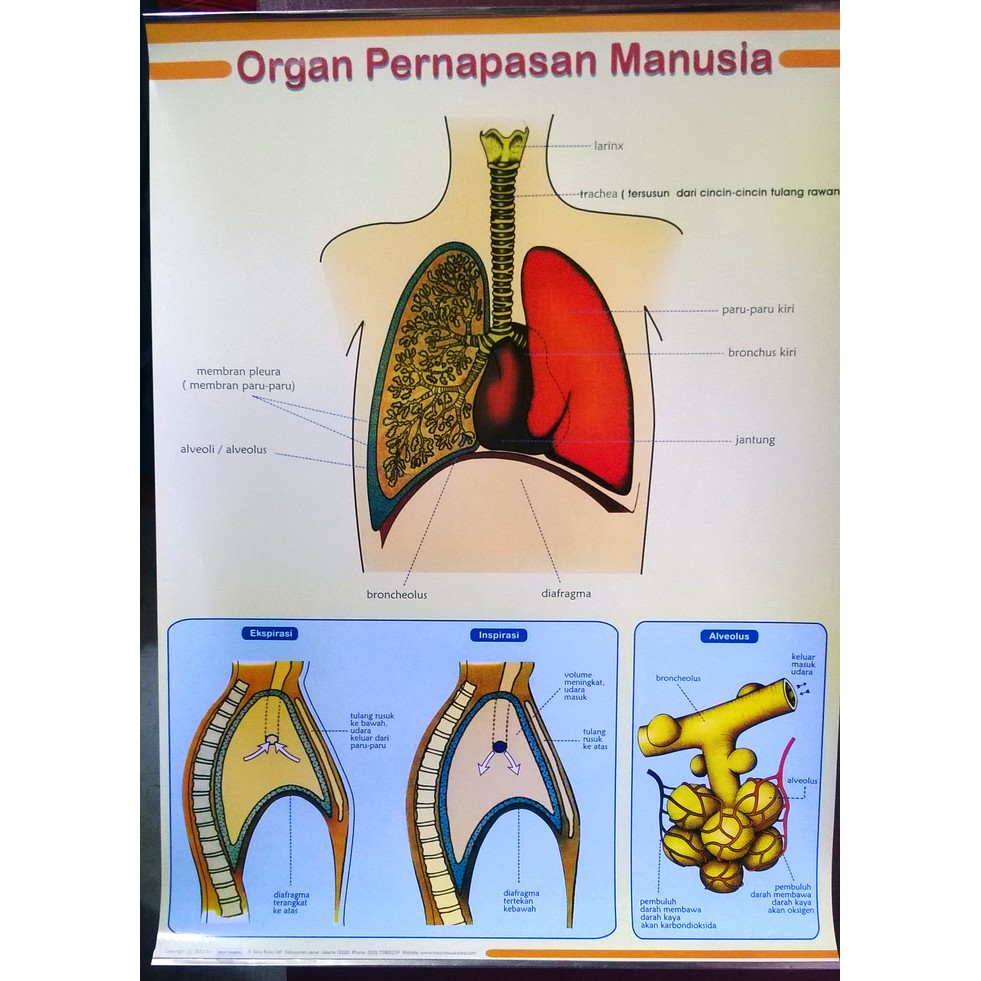 Alat Peraga Poster Organ Pernapasan Manusia Shopee Indonesia