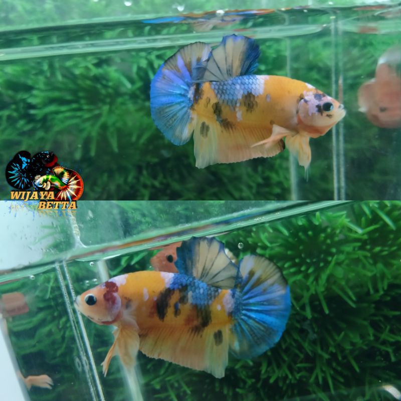 

1 Ekor Male Yellow Multi