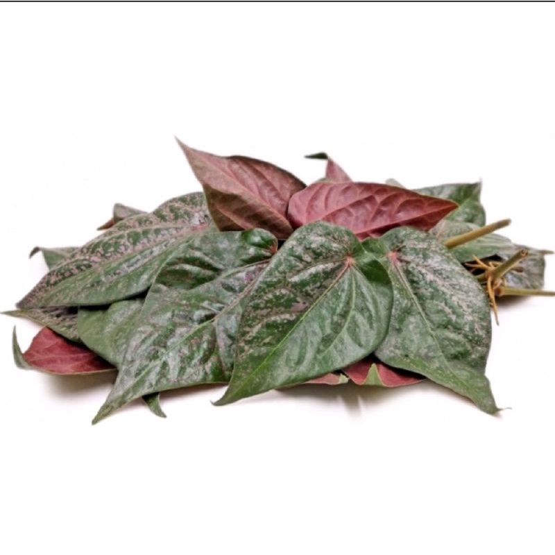 DAUN SIRIH MERAH & HIJAU