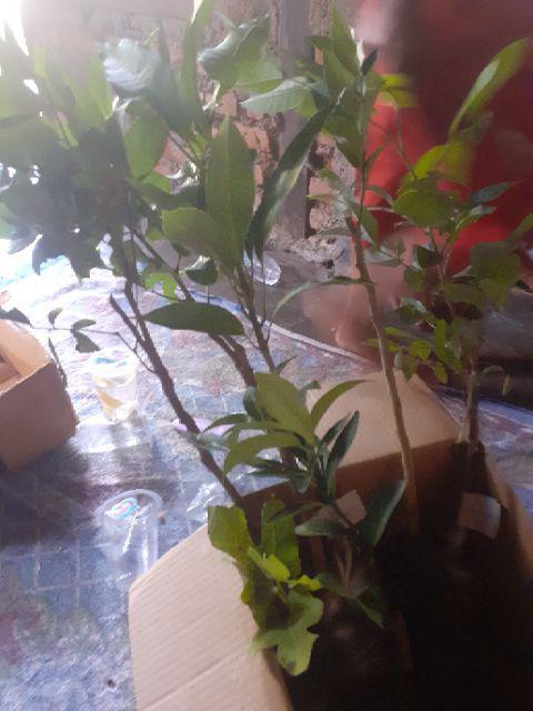 Bibit Mangga Gedong Gincu