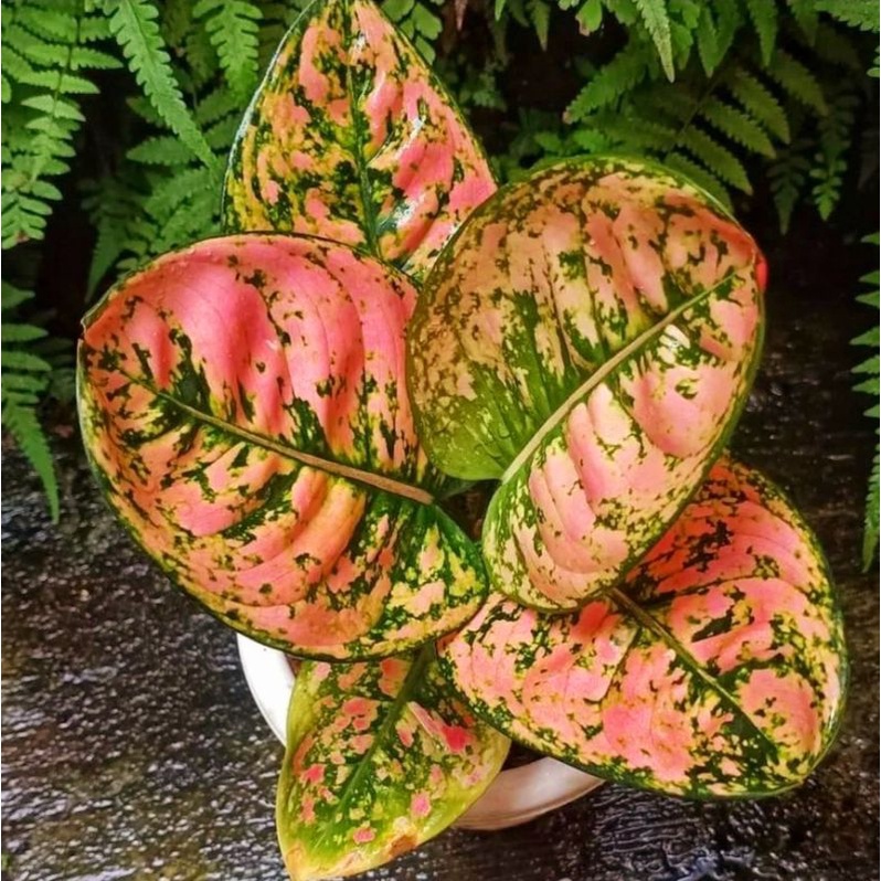 Aglonema ruby fanta (Tanaman hias aglaonema ruby fanta) - tanaman hias hidup - bunga hidup - bunga a