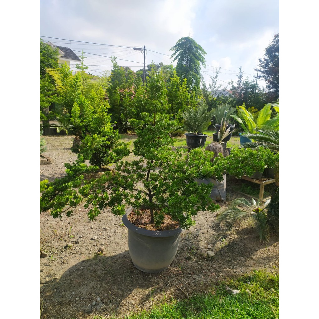 Tanaman Hias Lohansung Cincuan micro mikro