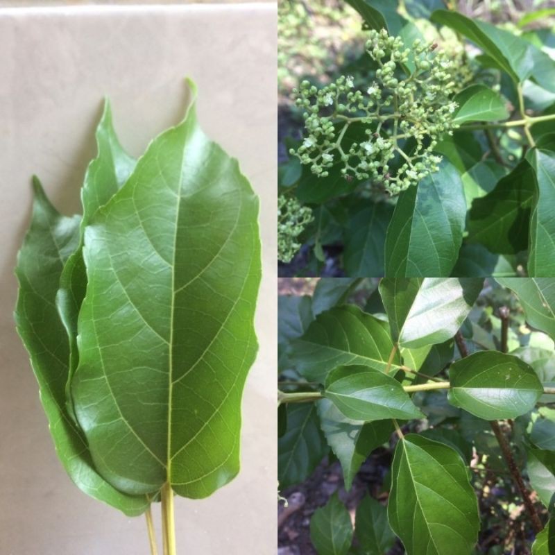 

daun singkil obat herbal segar 250 gram