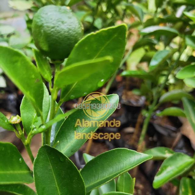 Pohon jeruk lemon cui | Bibit tanaman jeruk lemon cui | Lemon cui | jeruk lemon cui