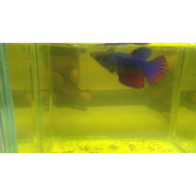 cupang avatar bahanan