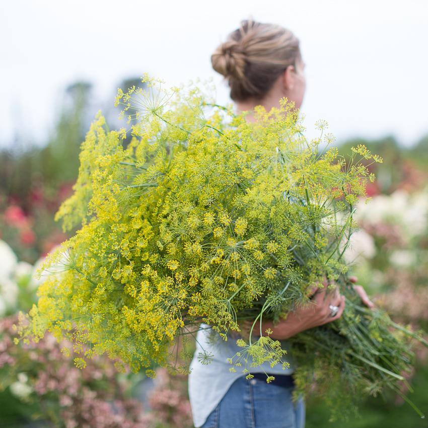 Benih-Bibit Dill Bouquet (Haira Seed)