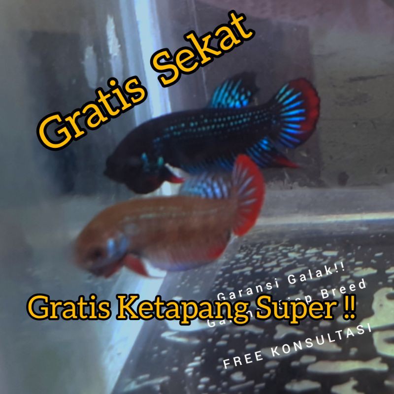 Paket Ikan Cupang Hias Wild Betta Imbellis Asli dari Rawa Medan
