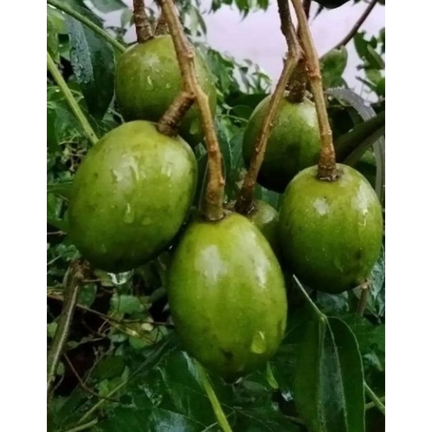 

KEDONDONG FRESH 1KG/BUAH KENDONGDONG FRESH