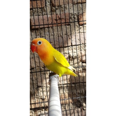 LovebirdPaudDurasi