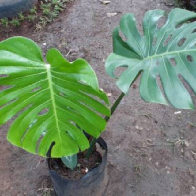 Monstera Deliciosa Monstera Giant Monstera Deliciosa Giant Tanaman Indoor Shopee Indonesia