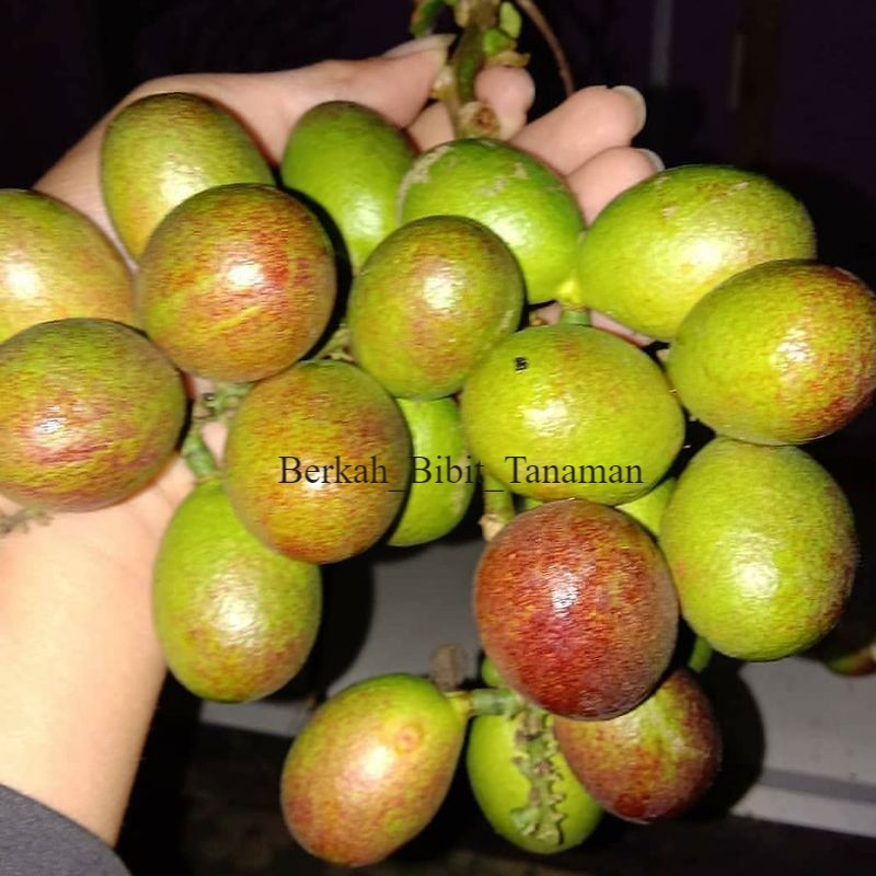 

BIBIT MOTOA SUPER UNGGUL BERBUAH MANIS DAN SEGAR (1kg bisa dimuat 4 produk)