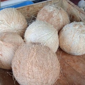 

kopyor genjah kab. pati