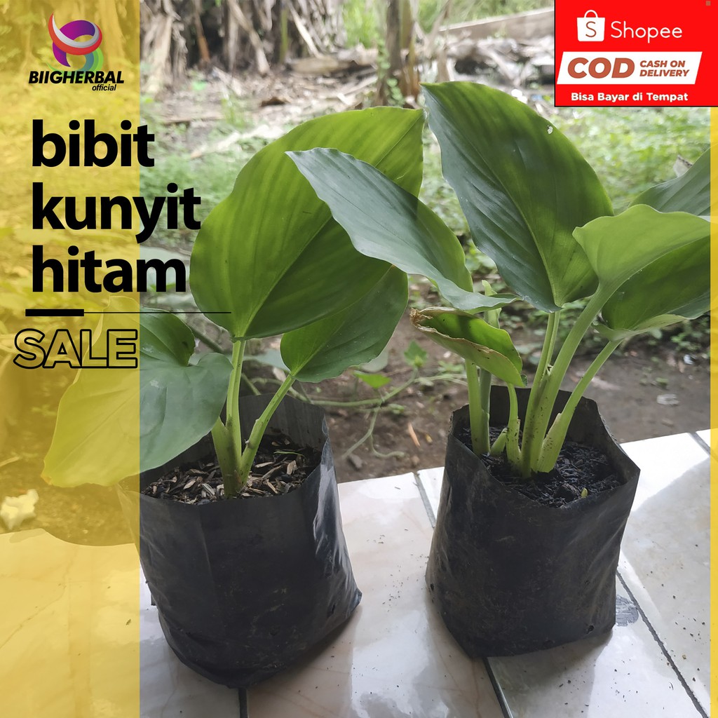 BIBIT KUNYIT HITAM KUNYIT HITAM ASLI KAEMPFERIA PARVIFLORA