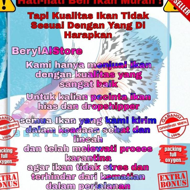 ☏ Mas Koki Mutiara JUMBO ✧