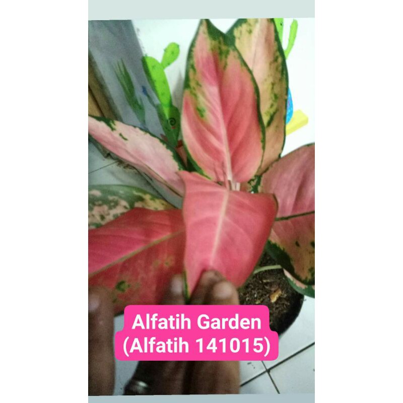 tanaman hias aglonema sultan brunai indukan PROMO-Sultan Brunai PROMO-Indukan aglonema sultan brunai