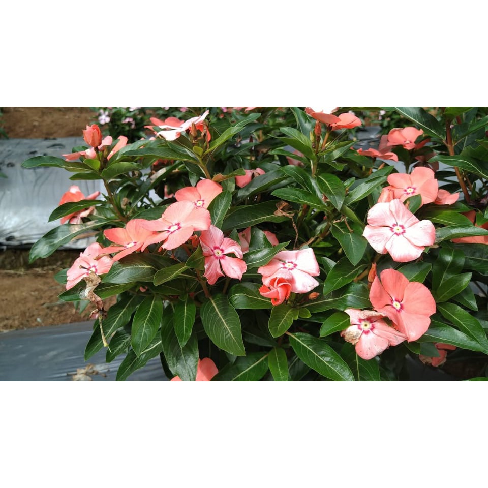 Benih Bibit Biji - Bunga Vinca Sultan Mandarin Orange Rare Jenis Langka Flower Seeds - FRESH SEEDS