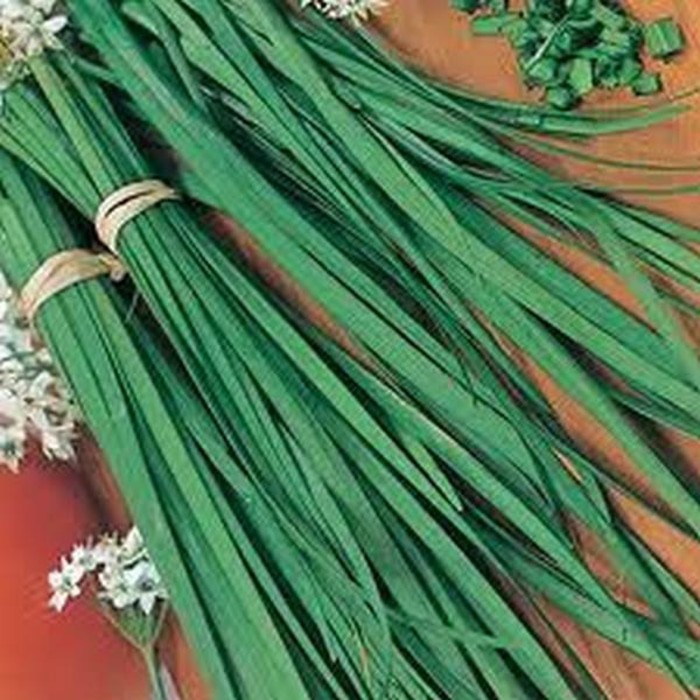 Benih Herbal KUCAI 20 BIJI daun Bawang Prei CHIVES F1 Mr. Fothergills Bibit tanaman Sayuran