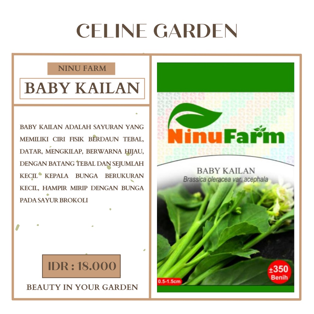 BIBIT BABY KAILAN / BABY KAILAN / NINUFARM / ORIGINAL PABRIK