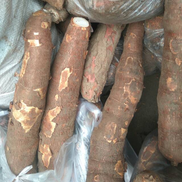 

Singkong Ketela