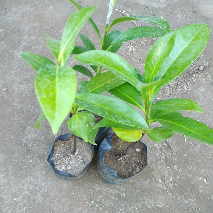 sawo hitam semai biji