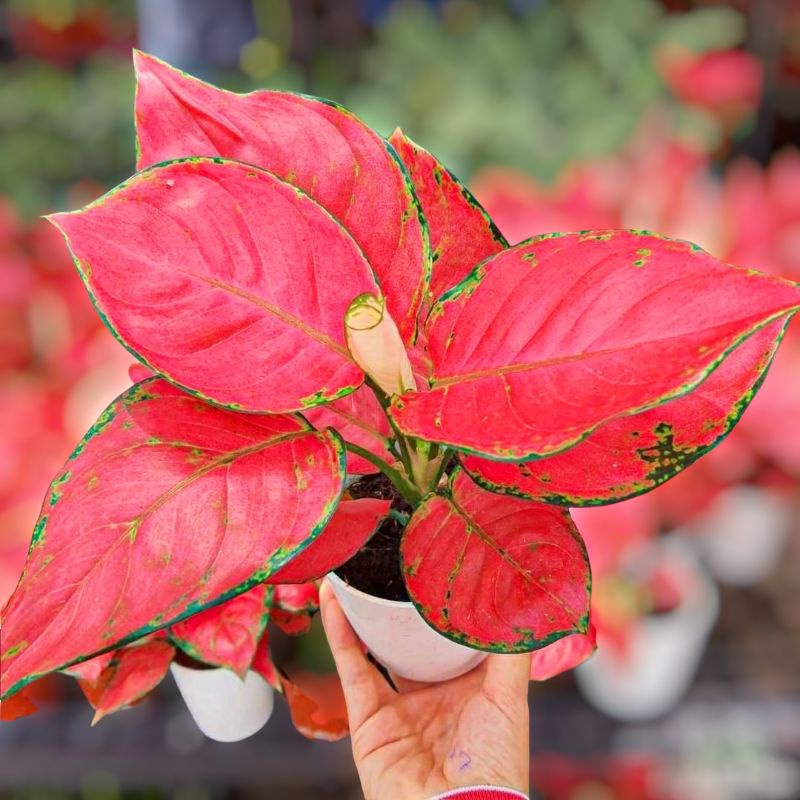 AGLAONEMA RED ANJAMANI / AGLONEMA RED ANJAMANI MURMER ratudaun nursery / tanaman hias aglonema red anjamani remaja bukan bonggol / aglonema paket murah