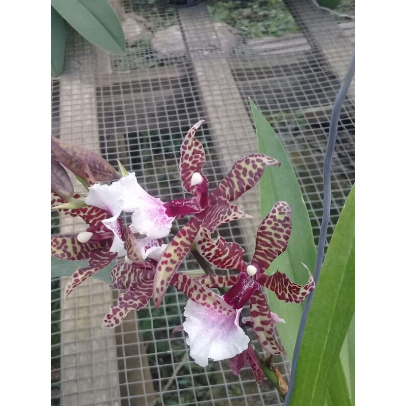 Anggrek oncidium massai white