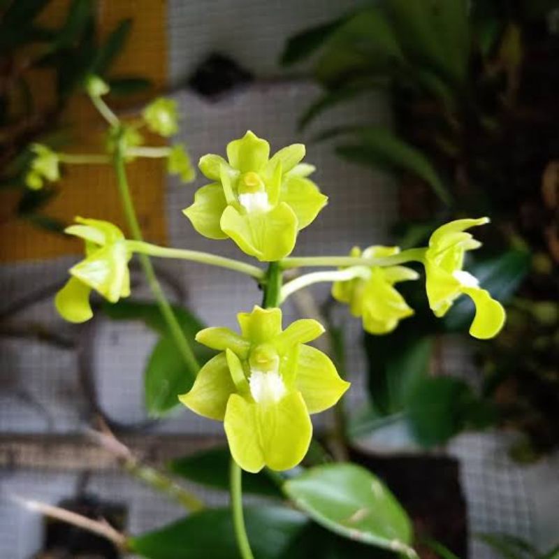 anggrek Dendrobium bifalce flava spesies maluku