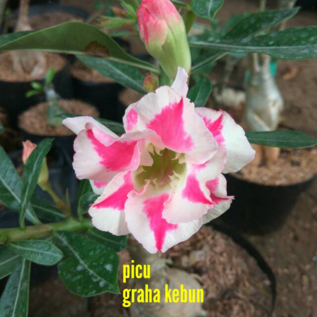 Bibit kamboja jepang picu