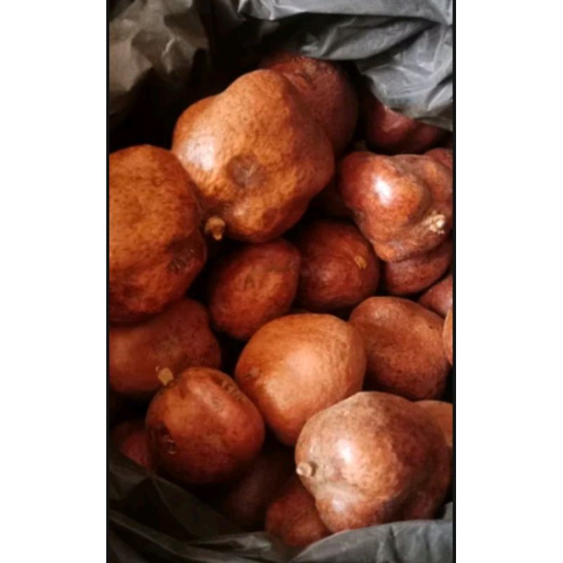 

Buah Doum Juriat Harum