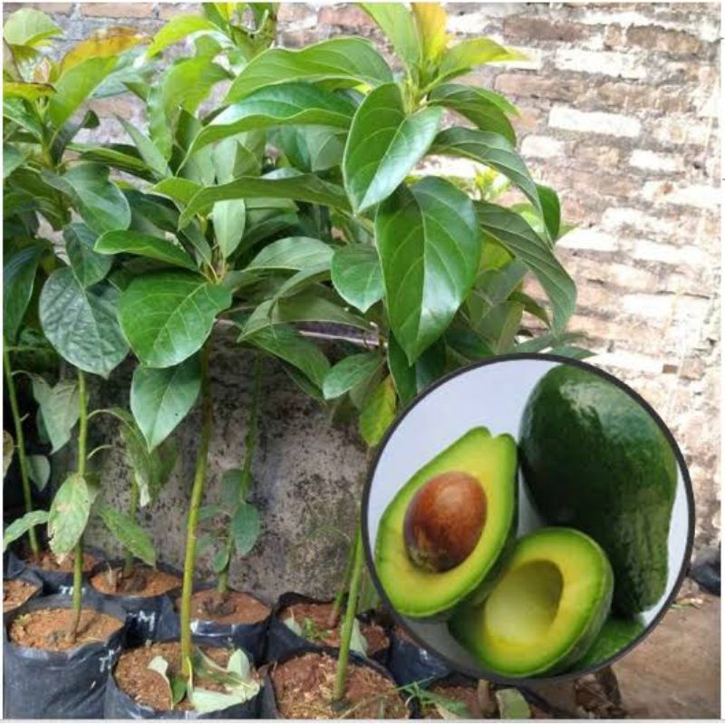Pohon Alpukat Mentega Super Genjah Tanaman Alpukat Mentega
