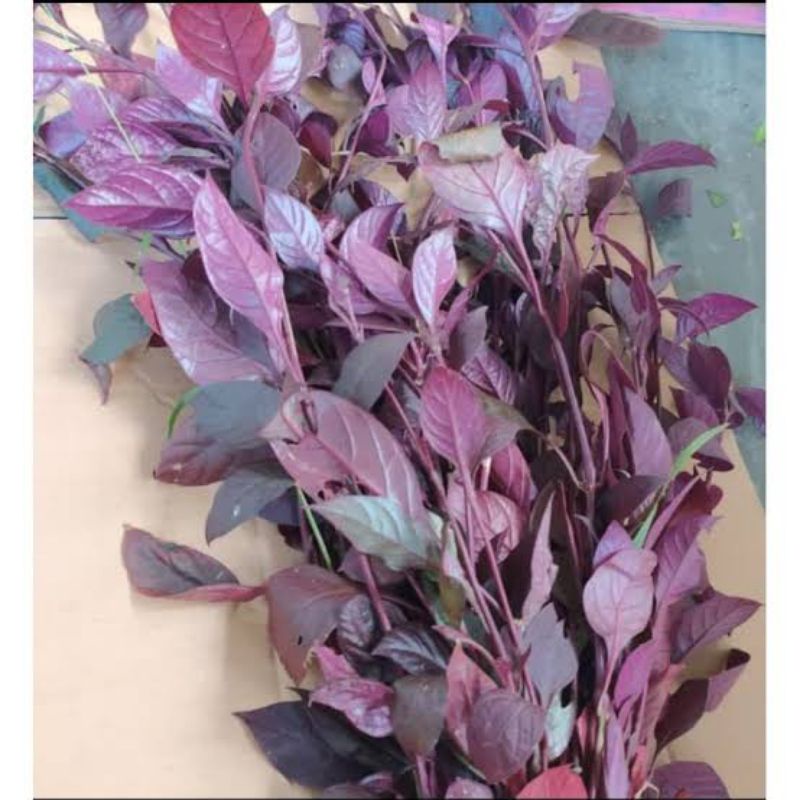 

Daun handeleum sieum daun ungu obat wasir-ambeyen 100gram