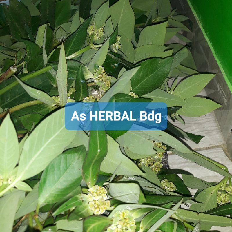 

Paket 600 gram daun kate mas patik mas atau suduk mentul segar-az