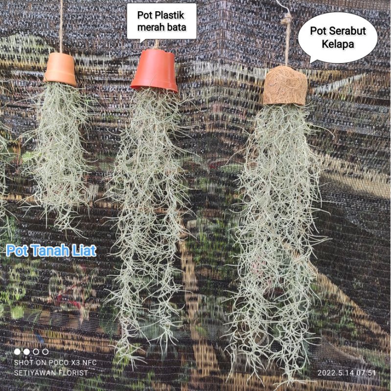 Janggut Musa / Janggut Dewa / Tanaman Gantung