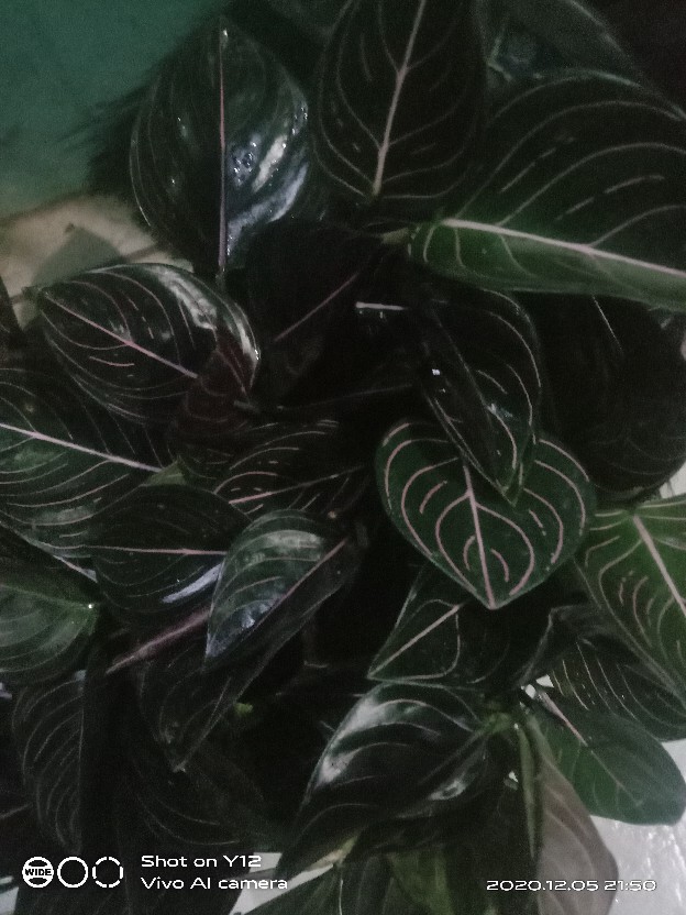 Aglonema Rotundum Aceh Yang Daun 3