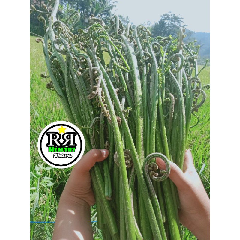 

Pakis sayur segar berkulitas 250gr