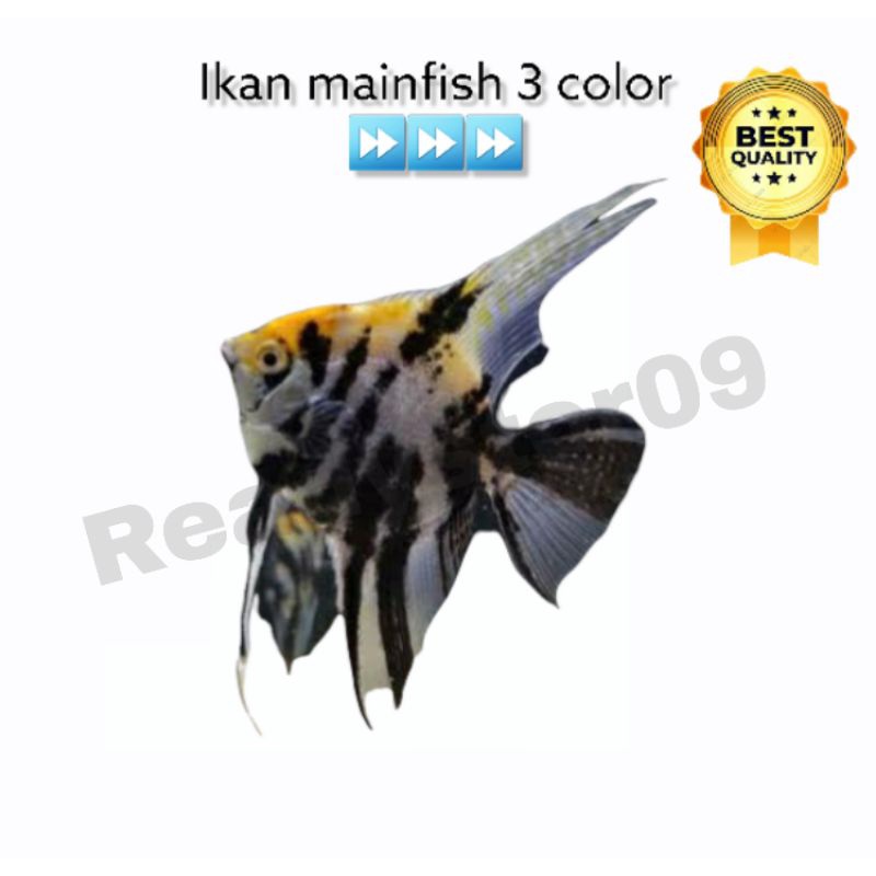 manfish 3 colour ikan hias aquarium aquascape