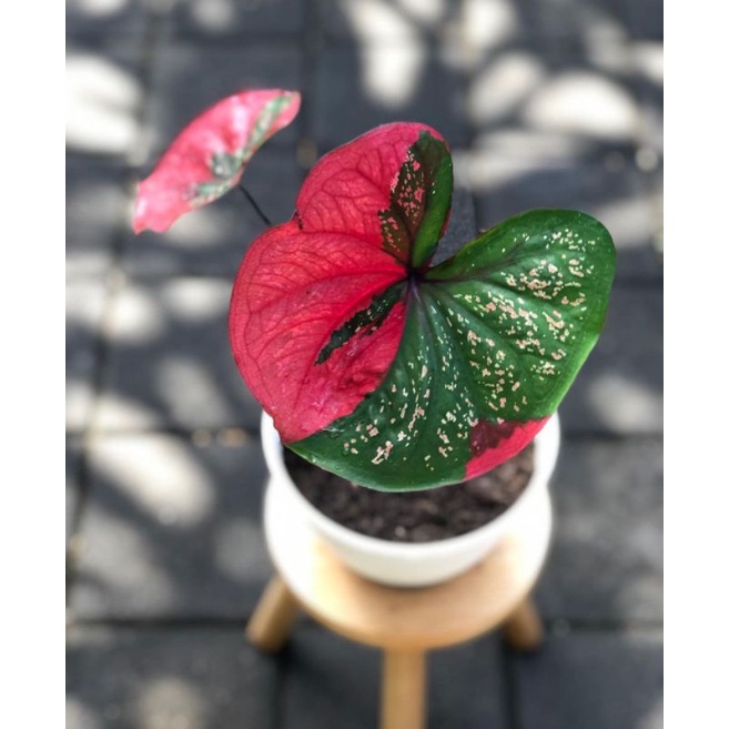 Keladi Baret Merah 1 - 3 Daun Murah | Tanaman hias bunga Anakan keladi baret merah terjamin hidup da