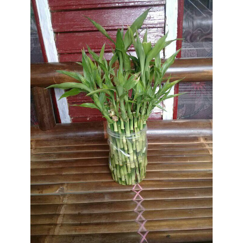 Lucky Bamboo Ornamental Plant, Lucky Bamboo Sri Rejeki, Decorative Lucky Bamboo, Lucky Bamboo Jar