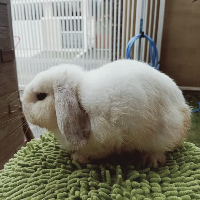 Kelinci Holland Lop Dewasa Jantan Betina Murah Shopee Indonesia