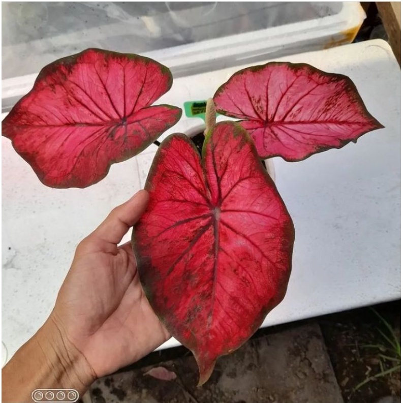 CALADIUM AC ANTANU ~ keladi antanu size remaja