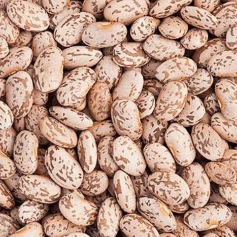 

Kacang Pinto MPASI Import Arachis Pintoi Bibit Pinto Beans import 50gr/100gr